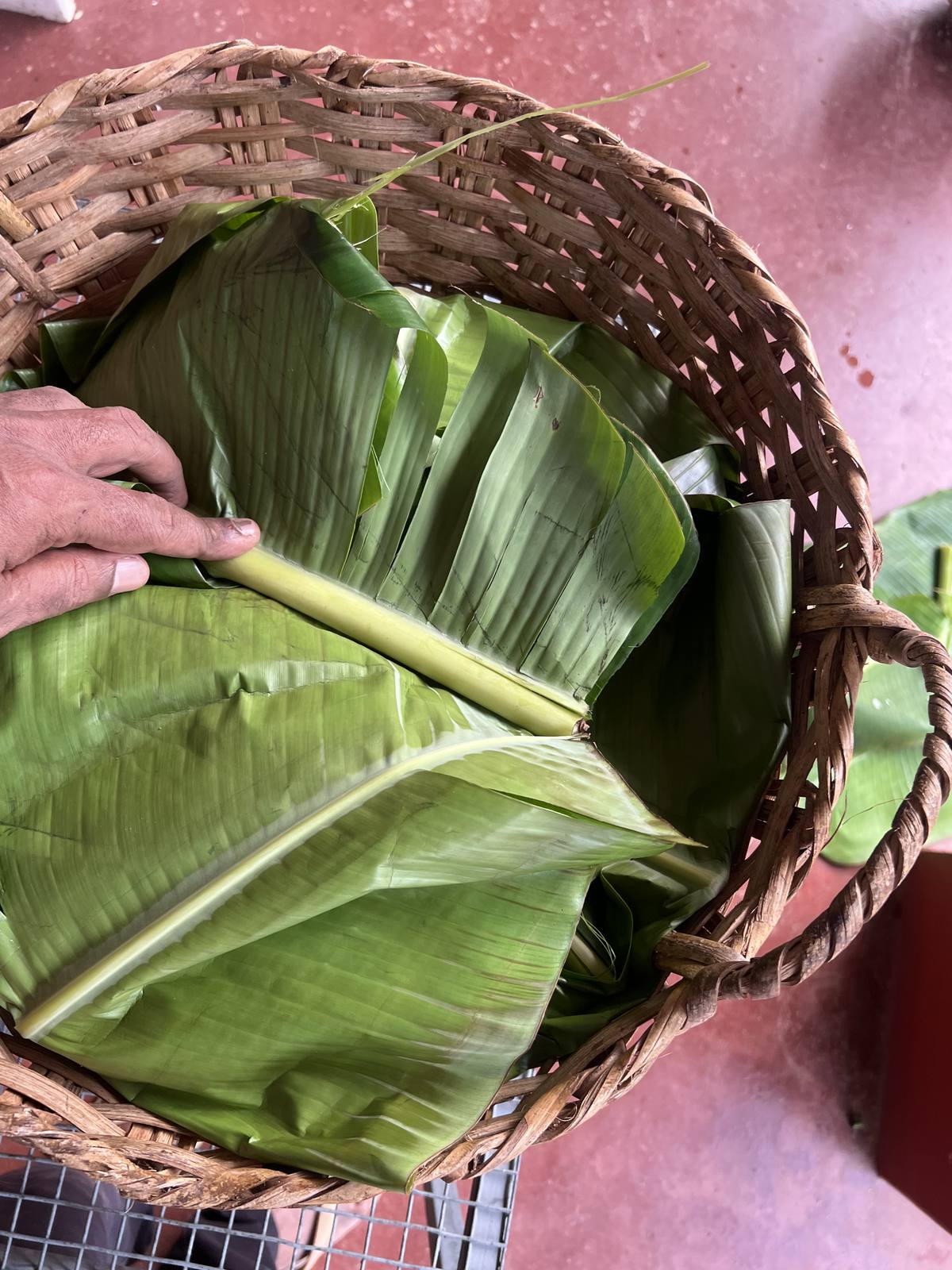 Fresh coffee leaves