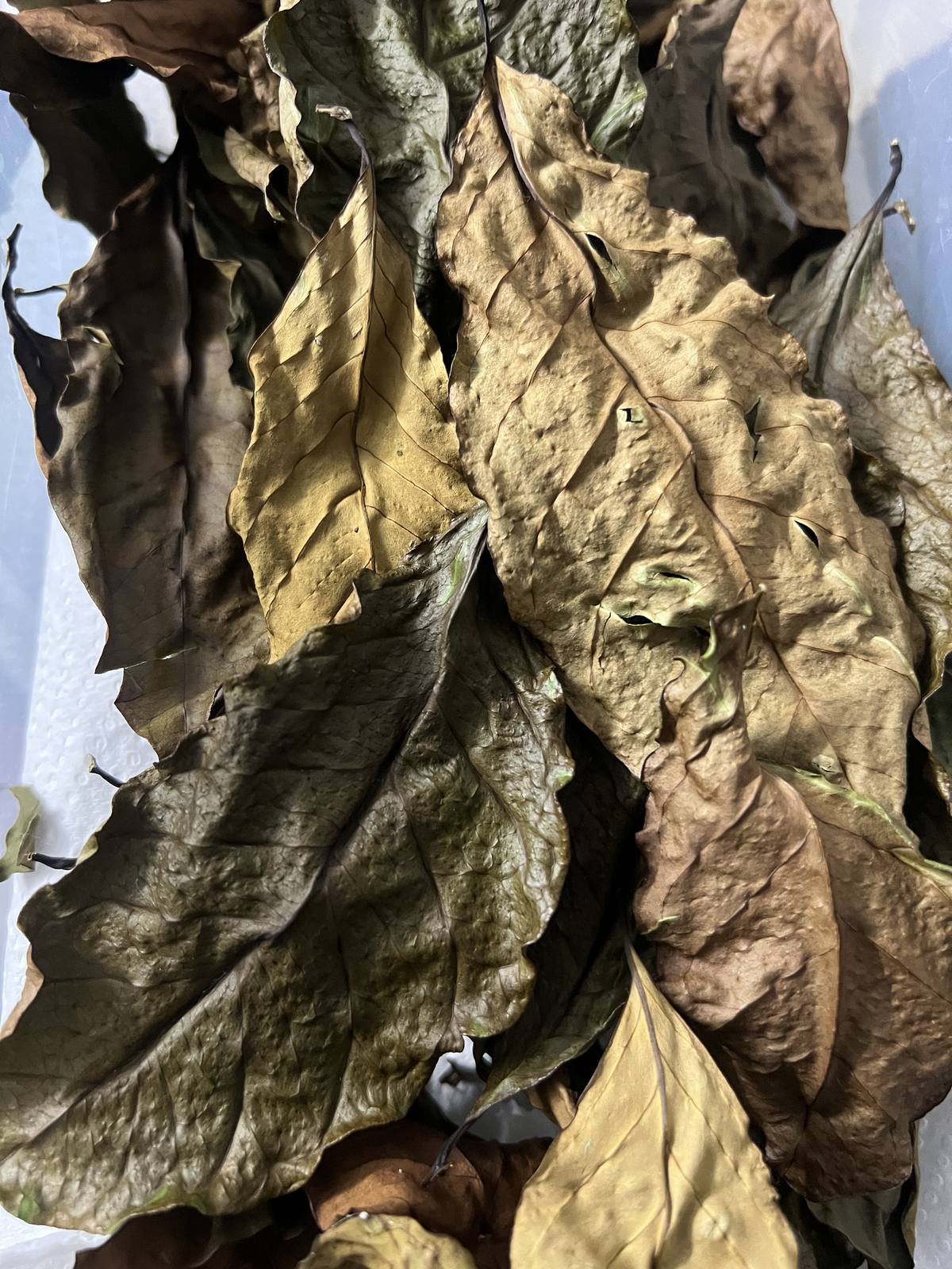 Processed coffee leaves