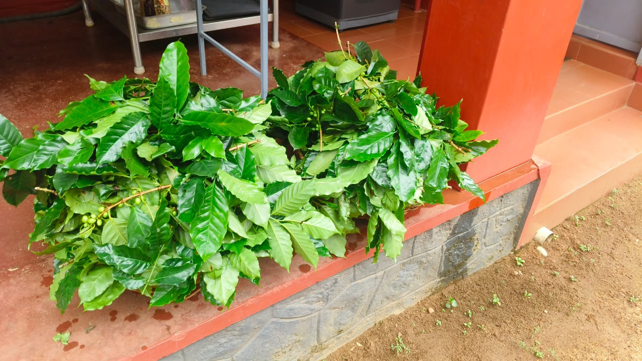 Fresh coffee leaves on field ground