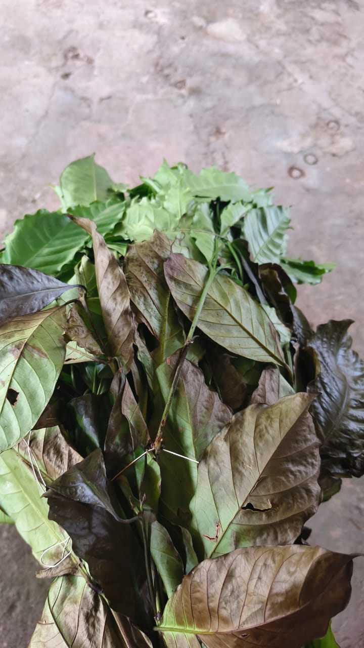 Leaves suspended on shelf in smokehouse