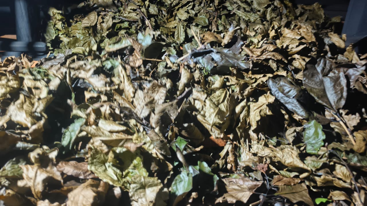 Bulk of dried smoke-cured leaves