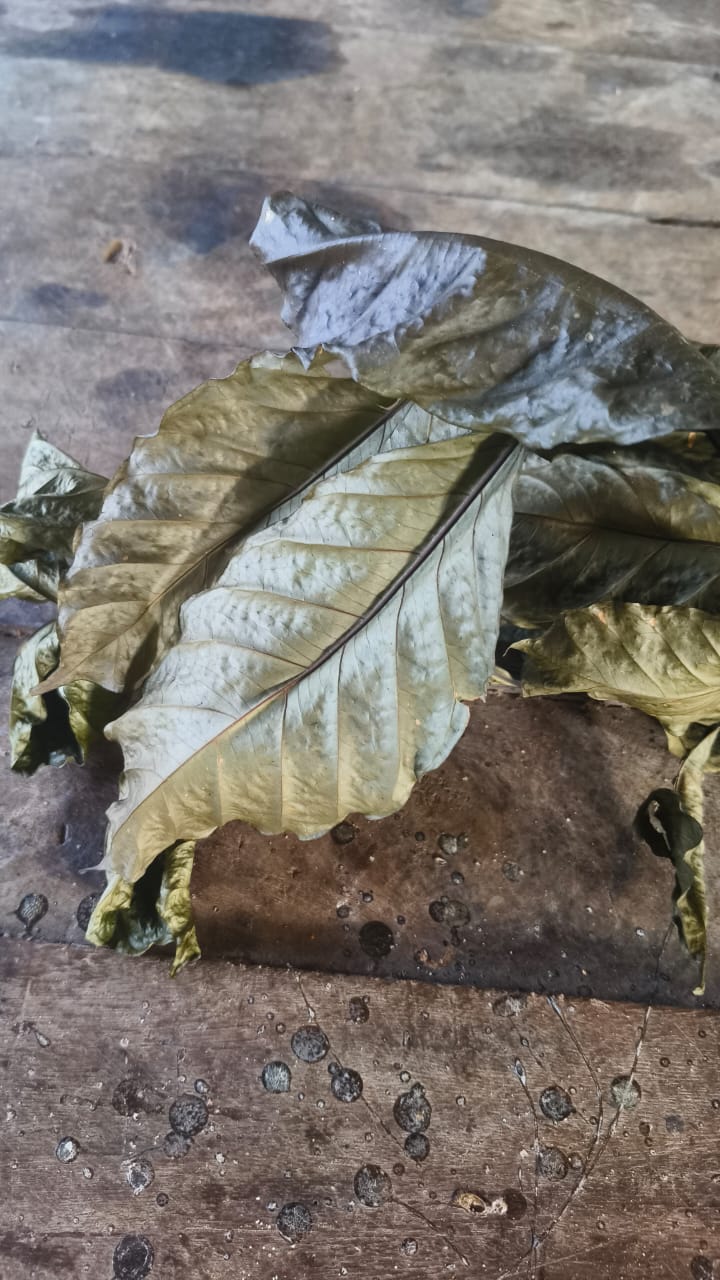 Close-up of individual dried leaves